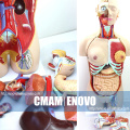 TORSO04 (12015) Medical Science 85cm Deluxe Dual-Sex Torso Modelo con Espalda Abierta, 29 parte, Modelo de Anatomía Humana para la Escuela